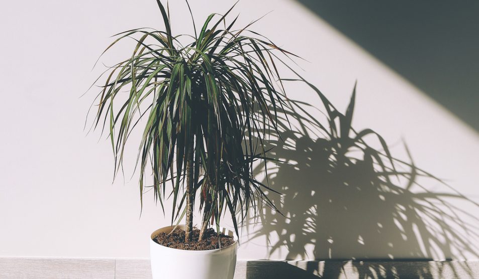 gyönyörű egészésges sárkányfa (dracéna) fehér kaspóban