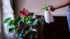 flamingóvirágot permetez vízzel egy nő