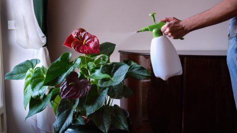 flamingóvirágot permetez vízzel egy nő