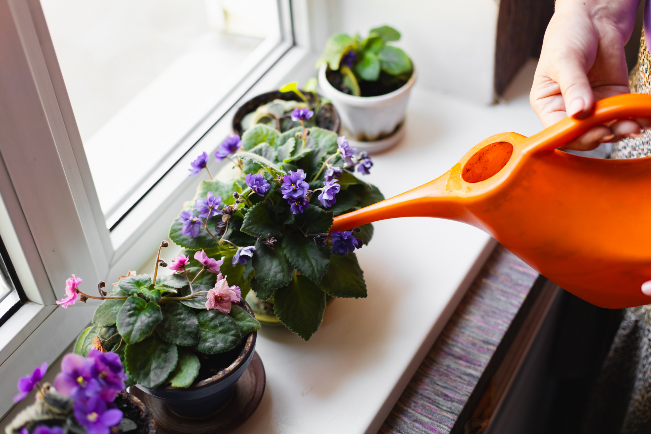 fokföldi ibolya locsolása