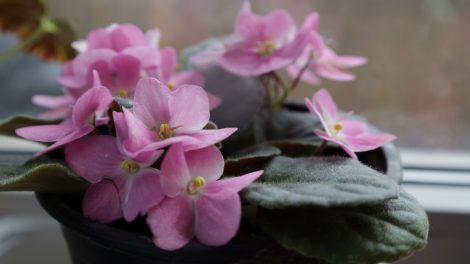 fokföldi ibolya az ablakban