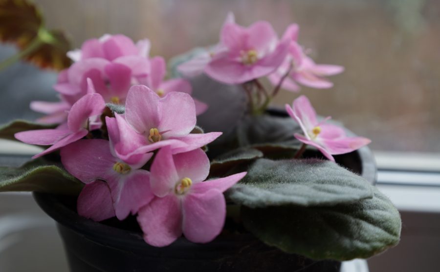 fokföldi ibolya az ablakban