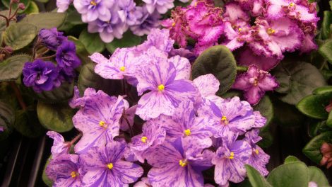 színes cirmos szirmú fokföldi ibolyák