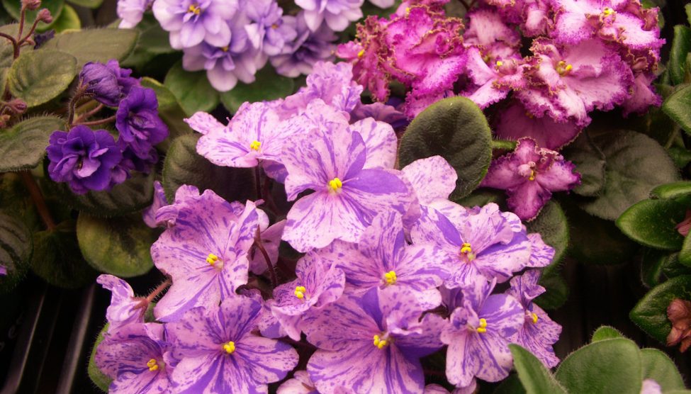 színes cirmos szirmú fokföldi ibolyák