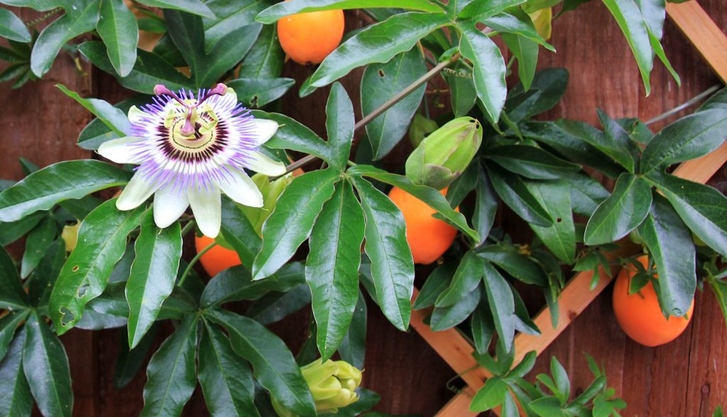 golgotavirág terméssel bimbóval teleltetésben