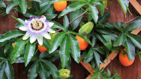 golgotavirág terméssel bimbóval teleltetésben