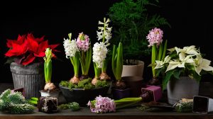 hagymások hajtatása karácsonyra karácsonyi dekoráció jácinttal