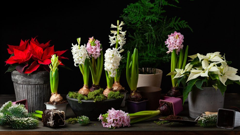 hagymások hajtatása karácsonyra karácsonyi dekoráció jácinttal