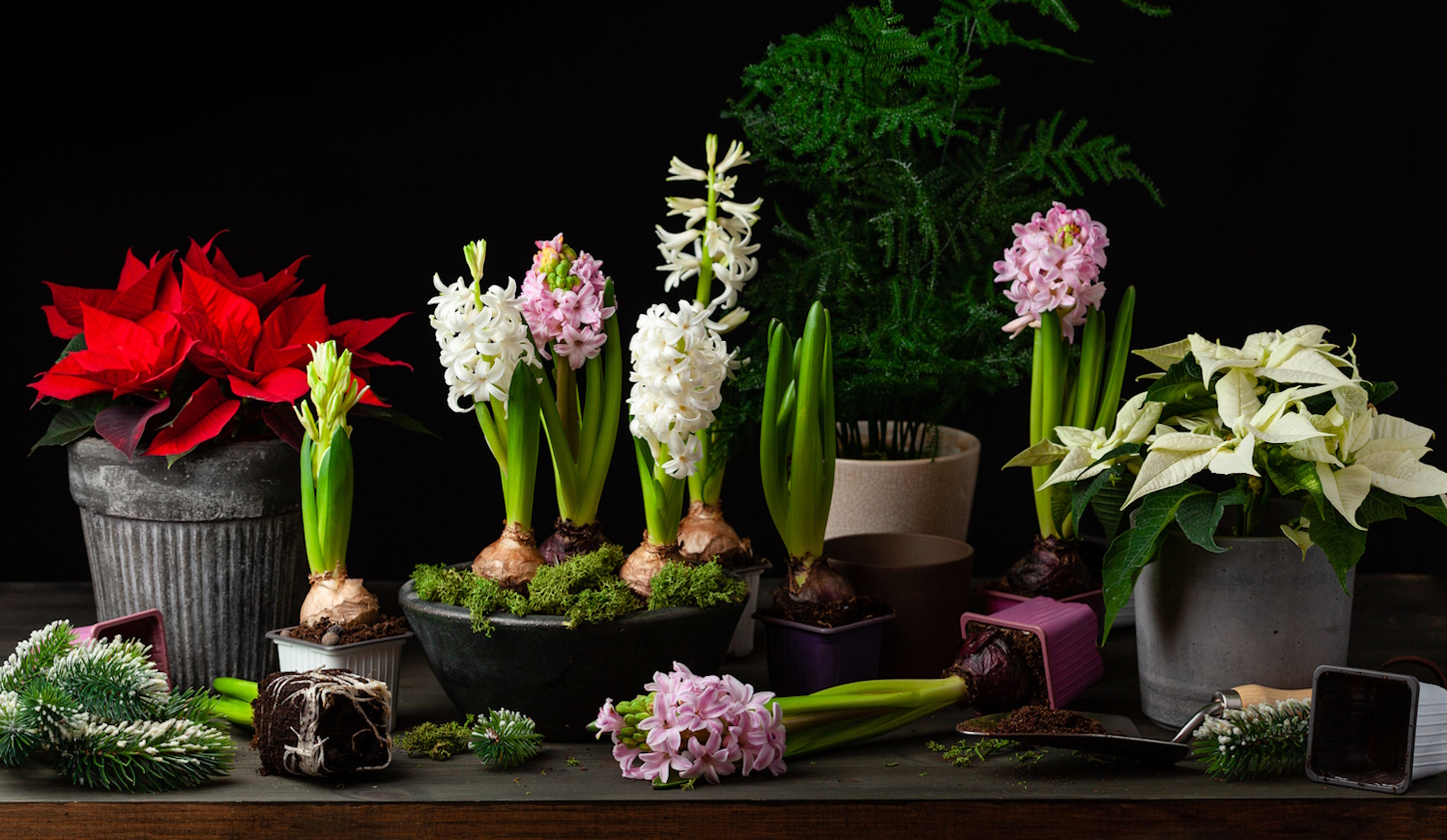 hagymások hajtatása karácsonyra karácsonyi dekoráció jácinttal