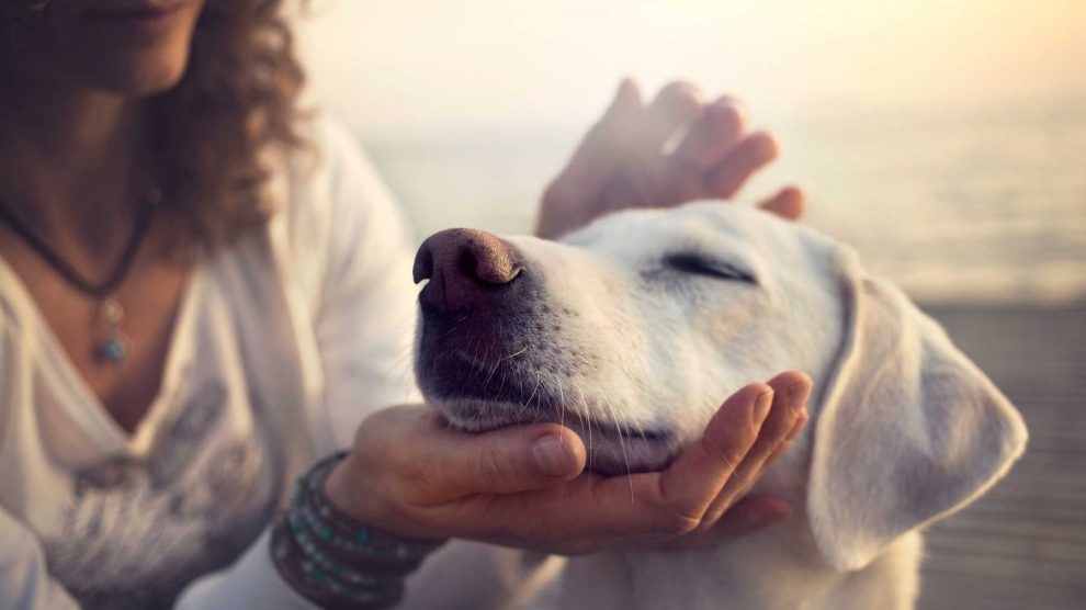 nő simogatja a kutyáját