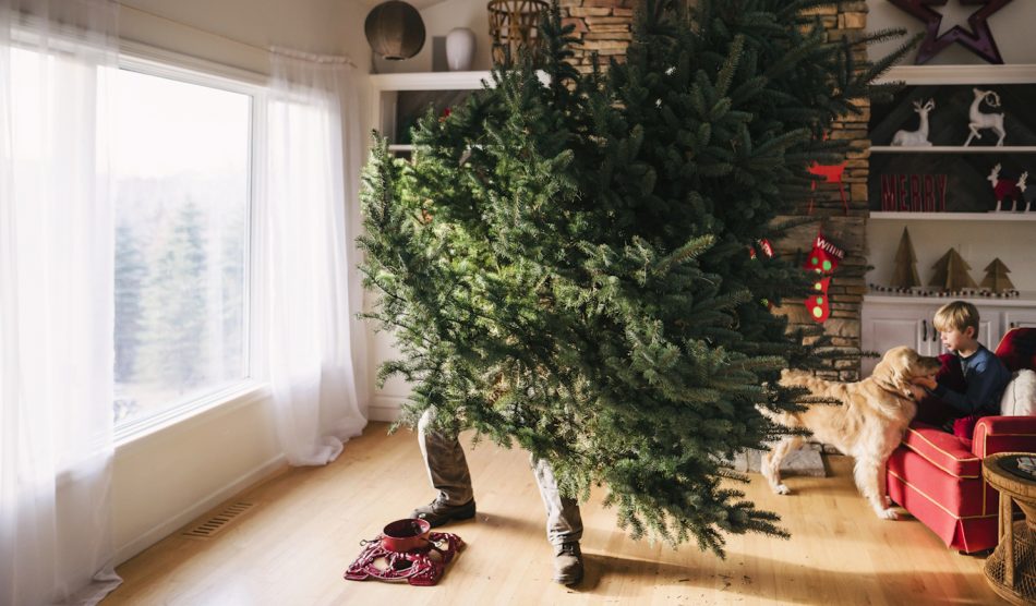 fenyőfát állít be a talpba egy férfi