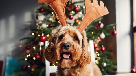 nagyon cuki kutya rénszarvasos fejdíszben