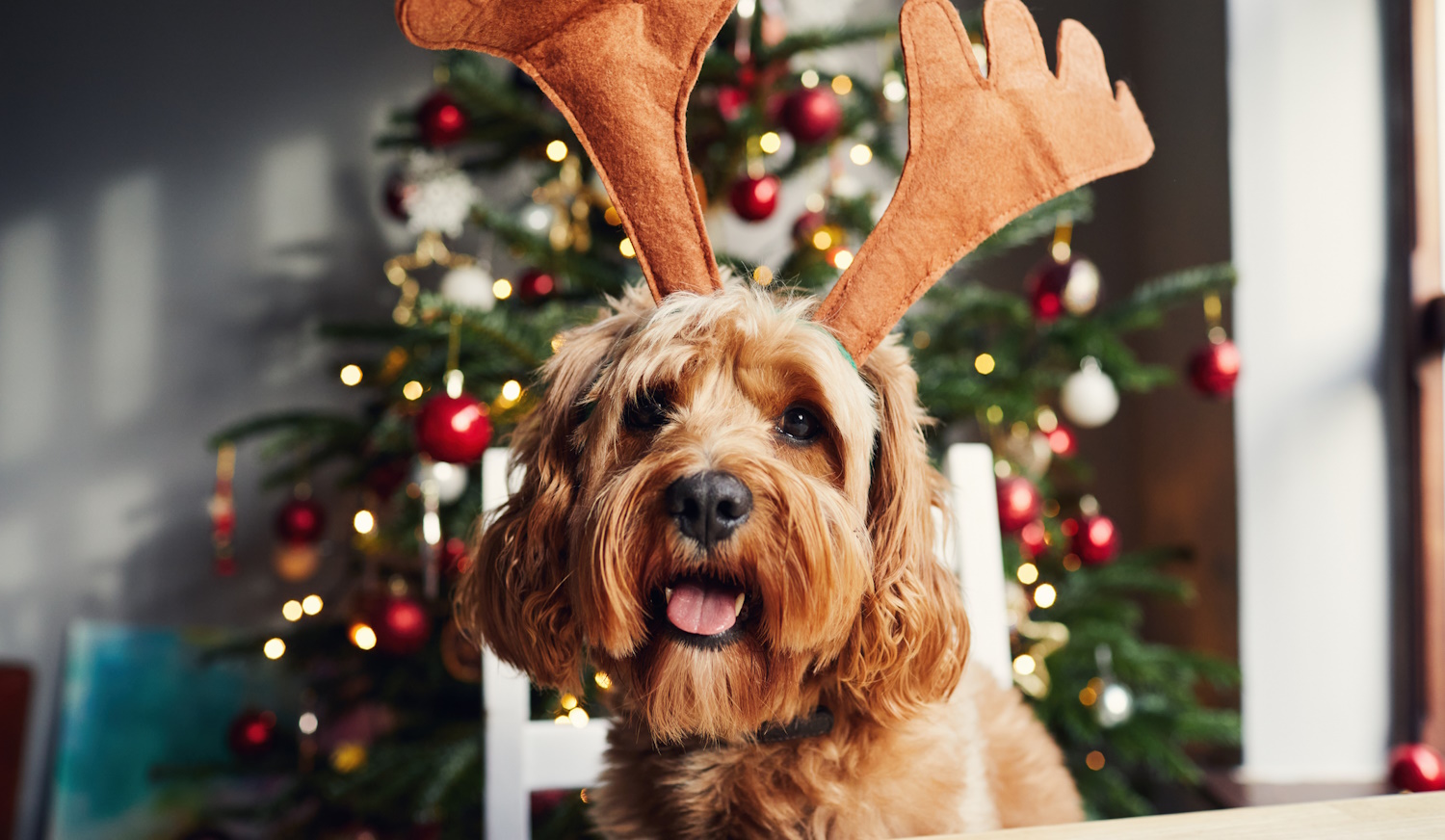 nagyon cuki kutya rénszarvasos fejdíszben