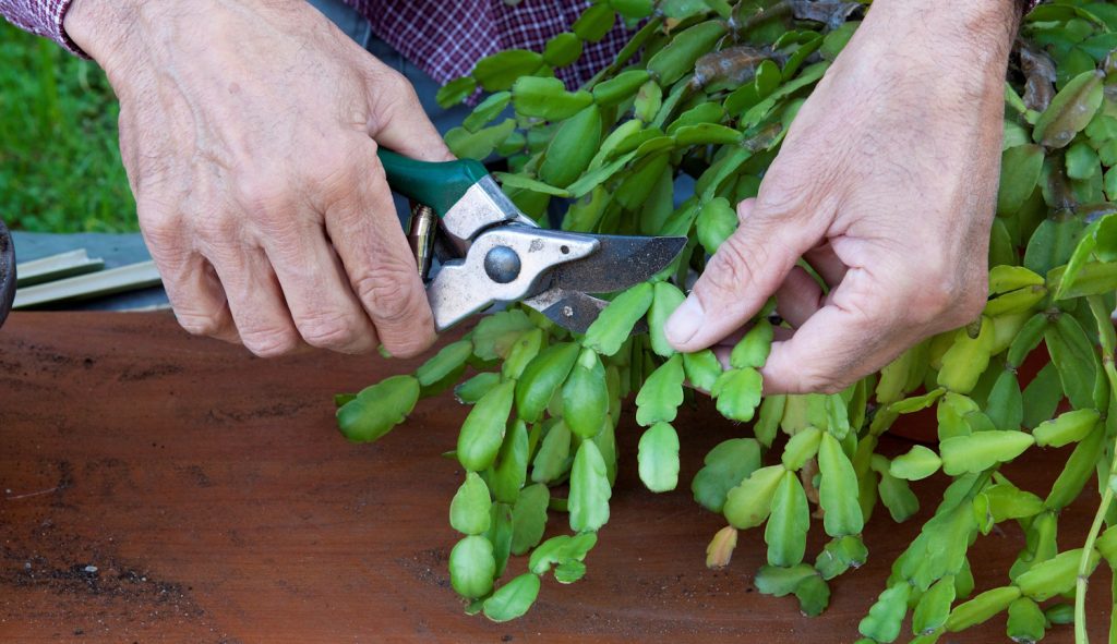 Karácsonyi kaktuszt metsz egy férfi