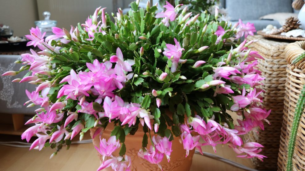 miért nem virágzik a karácsonyi kaktusz