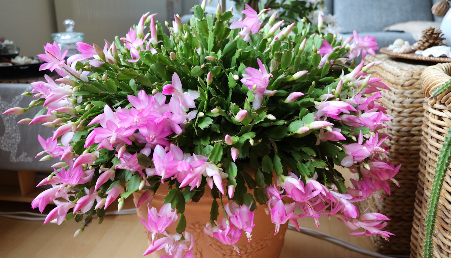 miért nem virágzik a karácsonyi kaktusz