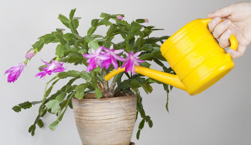 rózsaszín karácsonyi kaktuszt locsol egy nő sárga locsolókannából