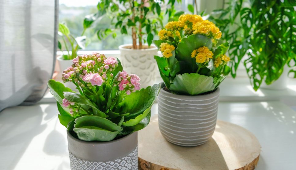 rózsaszín és narancs korallvirág otthon