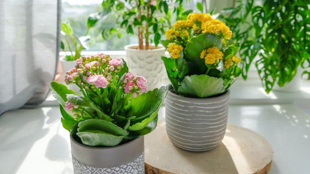 rózsaszín és narancs korallvirág otthon