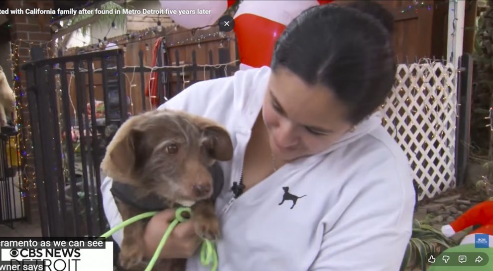 öt évet kóborolt kutyus