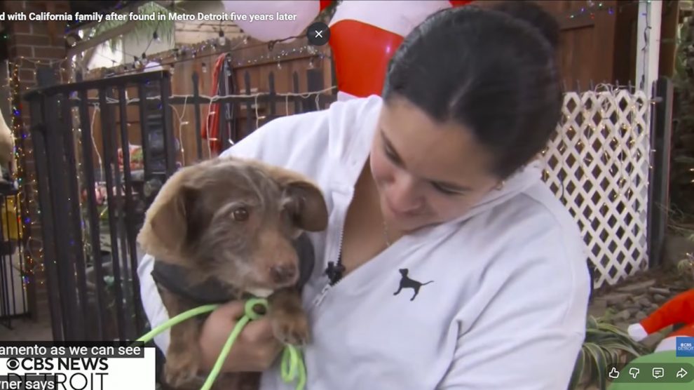 öt évet kóborolt kutyus