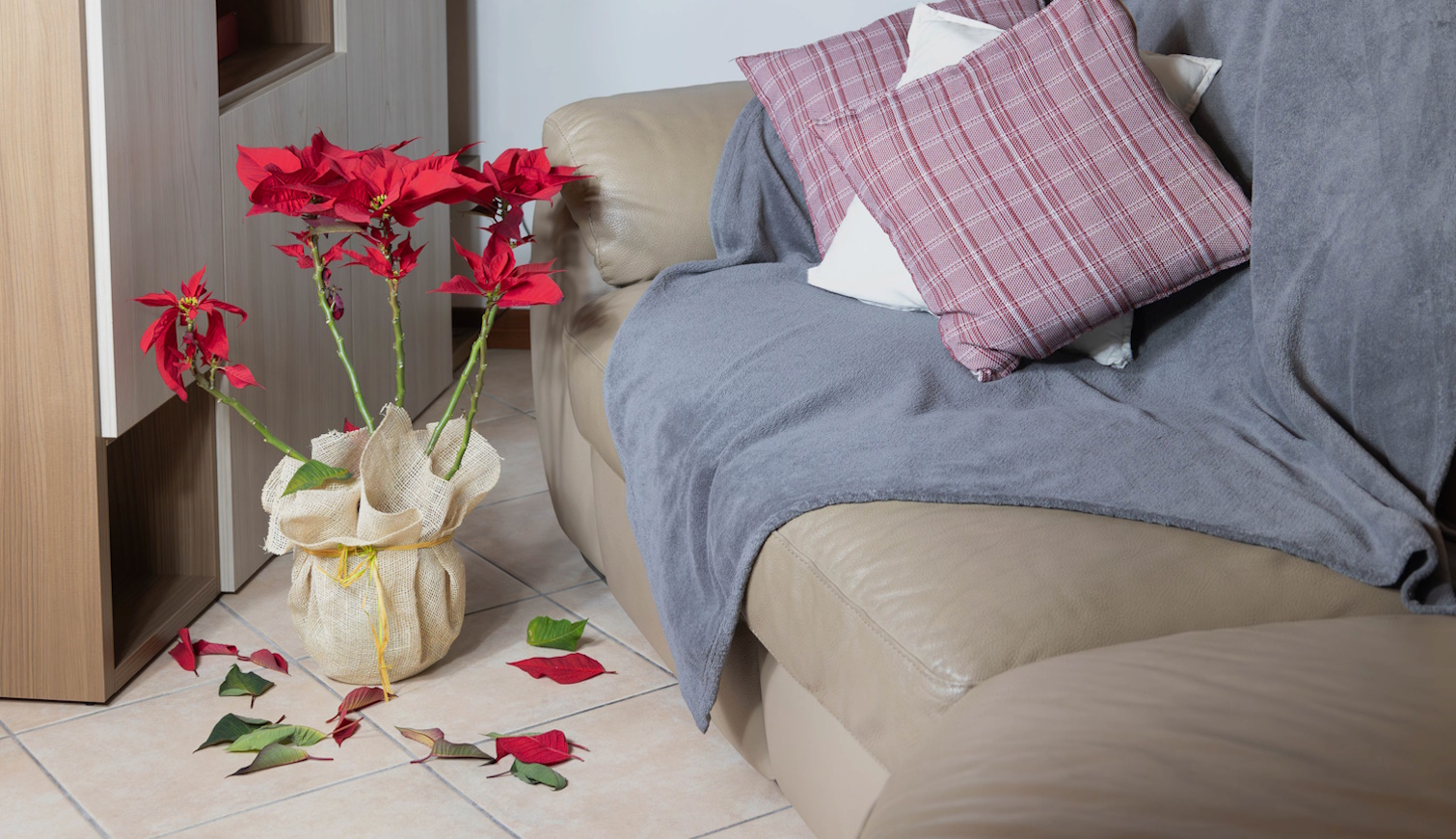 lehullott levelű mikulásvirág