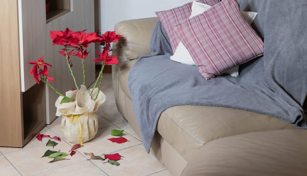 hullik a piros mikulásvirág levele a szobában