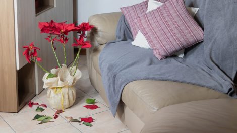 hullik a piros mikulásvirág levele a szobában