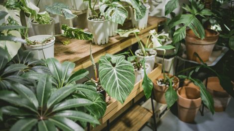 szárazságtűrő szobanövények panellakásban