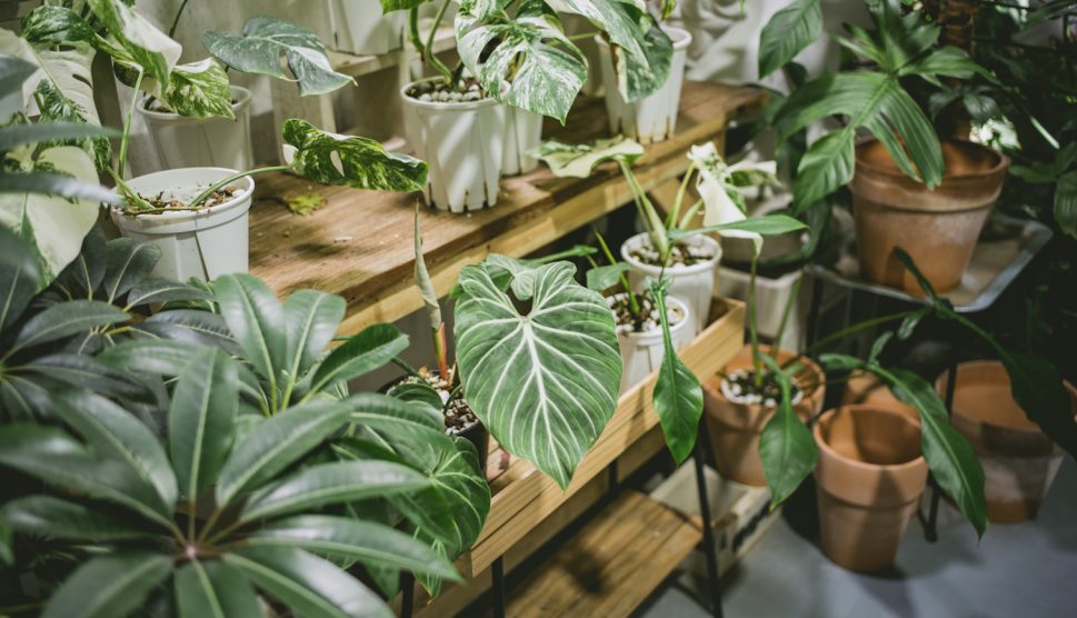 szárazságtűrő szobanövények panellakásban