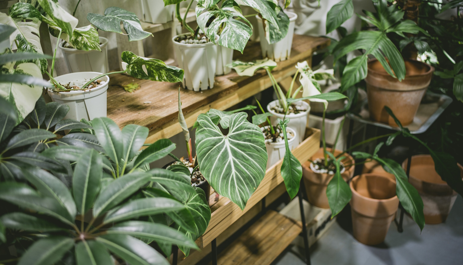 szárazságtűrő szobanövények panellakásban