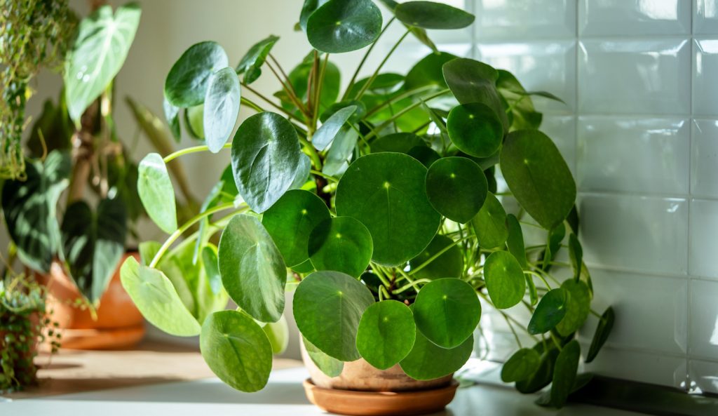 pénzlevelű pilea otthon cserépben