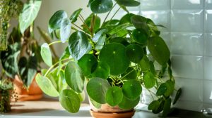 pénzlevelű pilea otthon cserépben