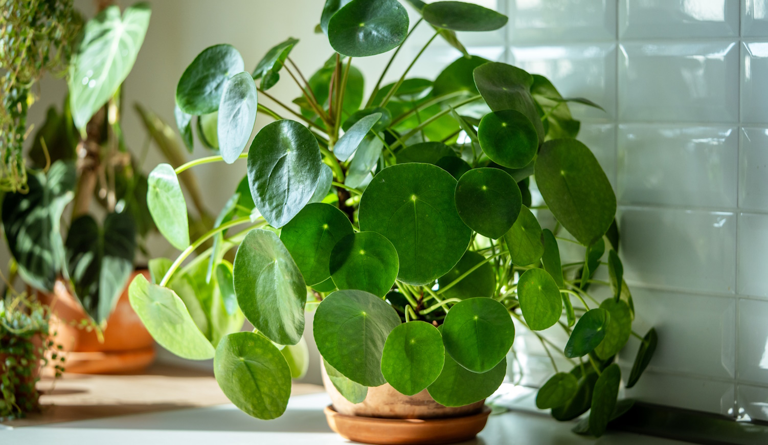 pénzlevelű pilea otthon cserépben