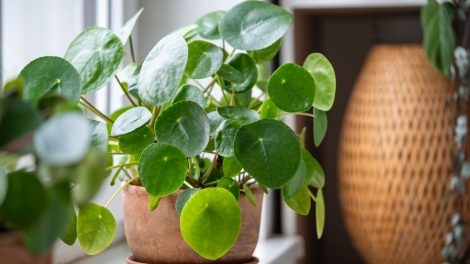 Pilea peperomioides pénzfa pénzlevelű pilea