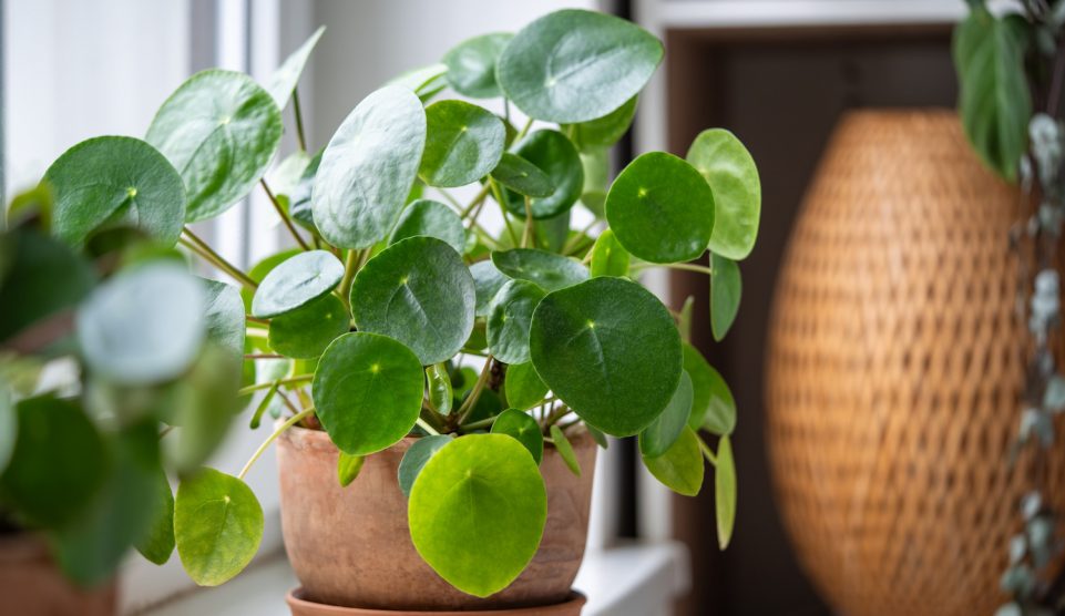 Pilea peperomioides pénzfa pénzlevelű pilea