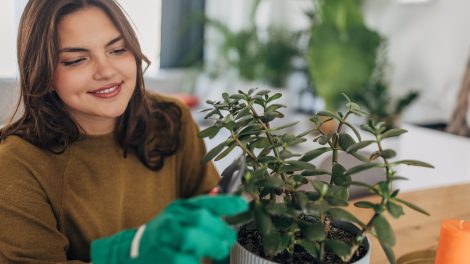 Egy lány gondozza a poszgafáját