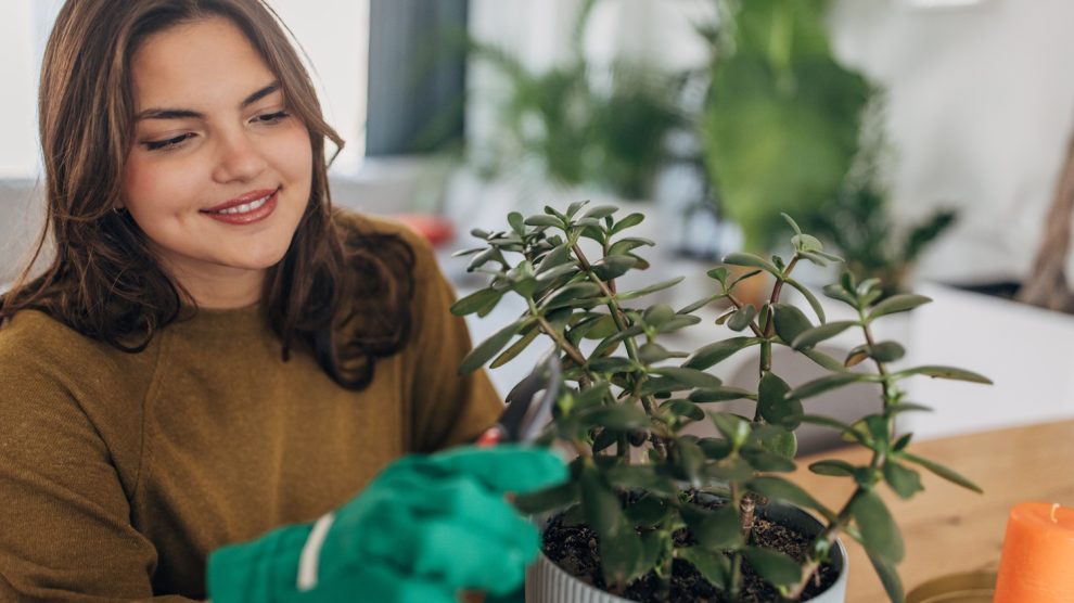Egy lány gondozza a poszgafáját