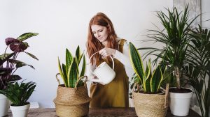 Egy lány öntözi a szobanövényeit
