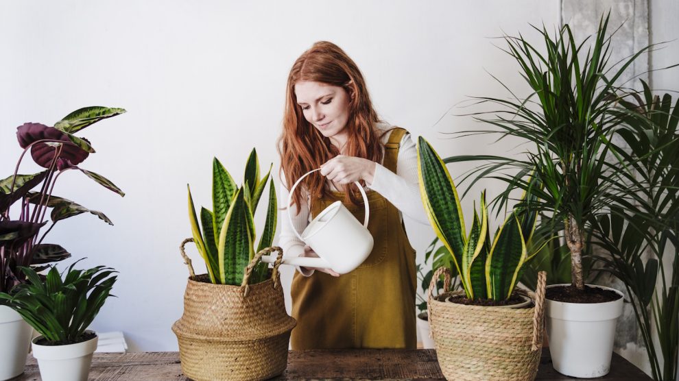 Egy lány öntözi a szobanövényeit