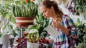 Szobanövényt locsol egy nő télen