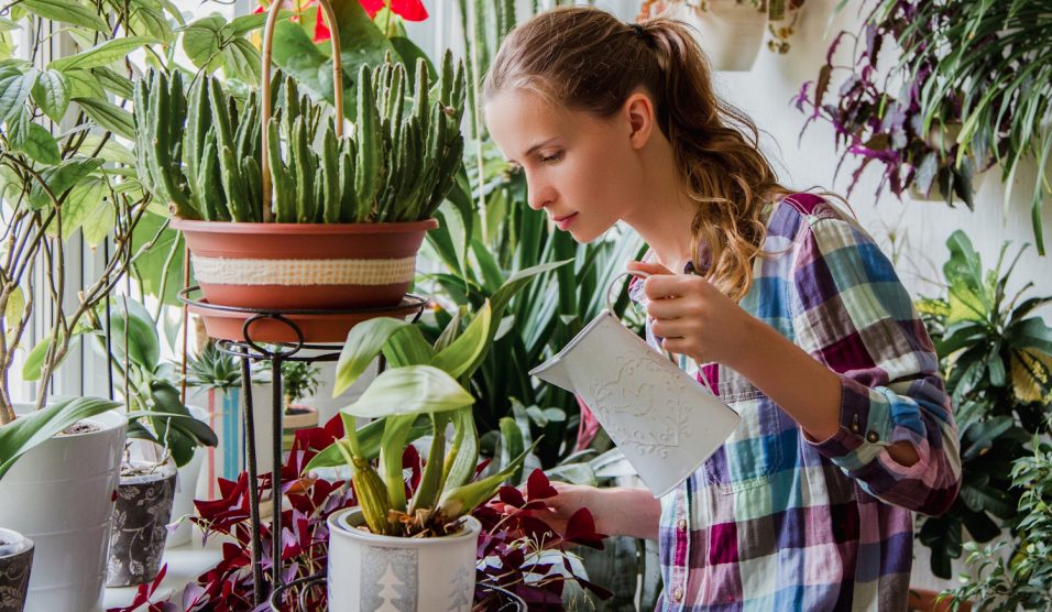 Szobanövényt locsol egy nő télen