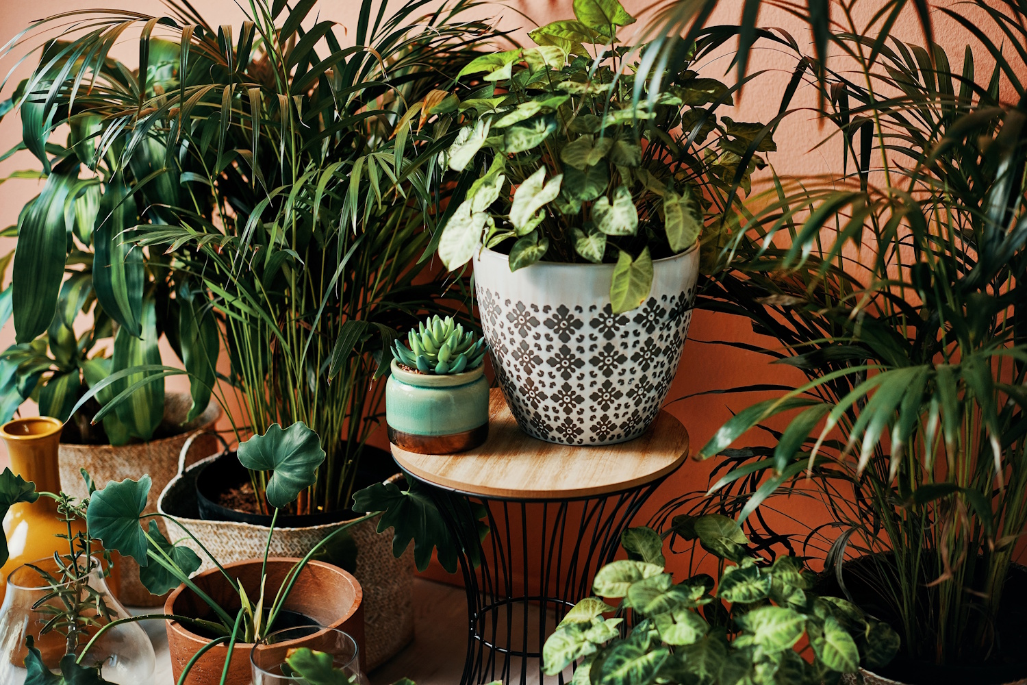 Szobanövények elhelyezése túl sűrűn