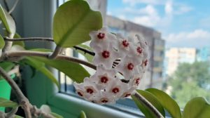 viaszvirág ablakban