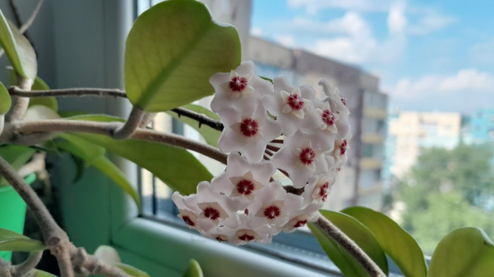 viaszvirág ablakban