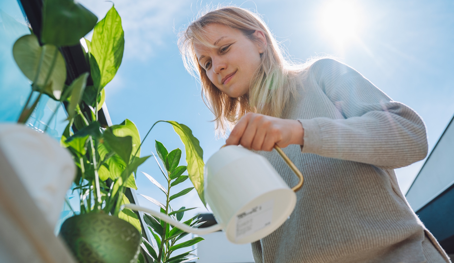 Vitorlavirágot öntöz egy nő