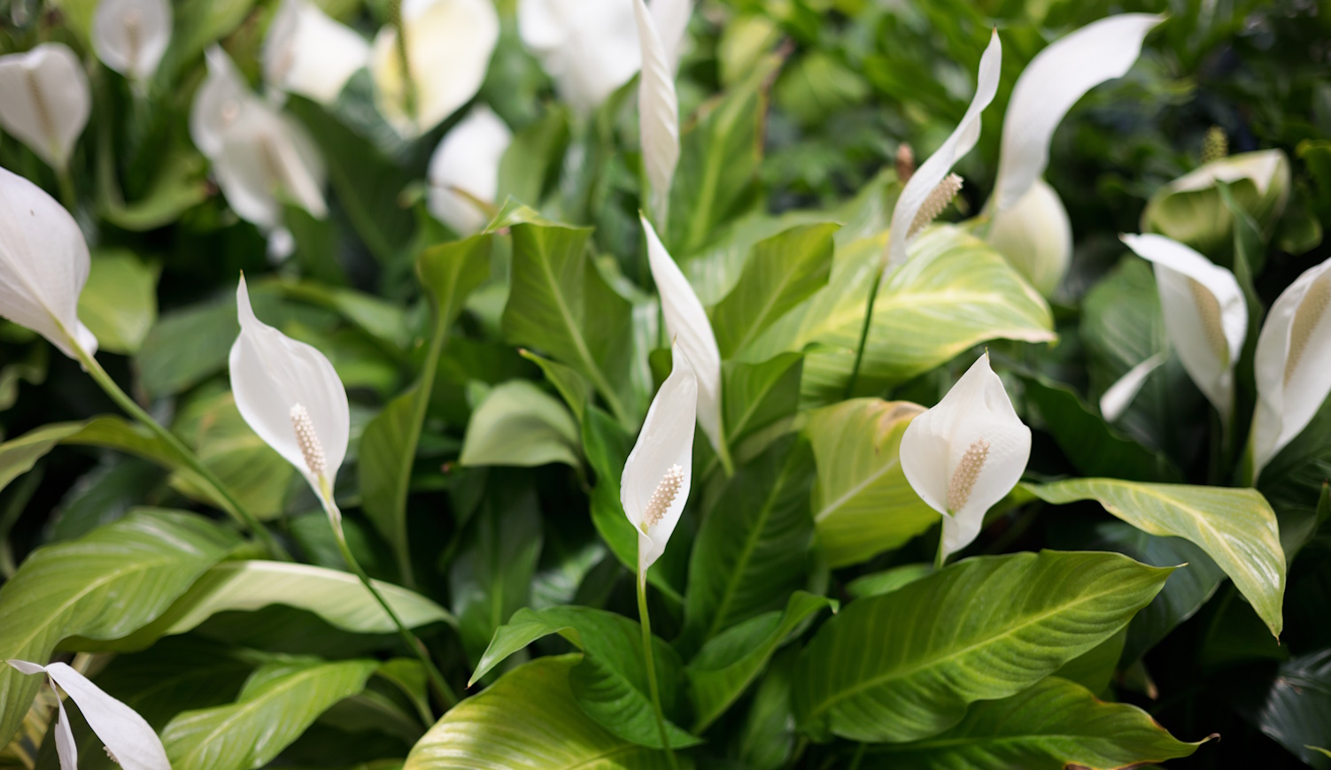 gyönyürű egészséges vitorlavirág rengeteg virággal