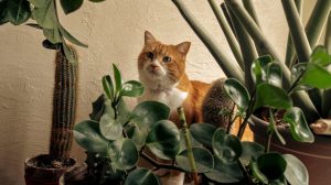 Zamioculcas szobanövény mellett egy cica