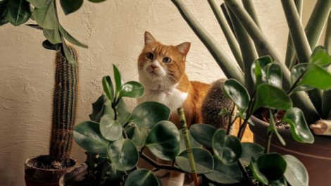 Zamioculcas szobanövény mellett egy cica