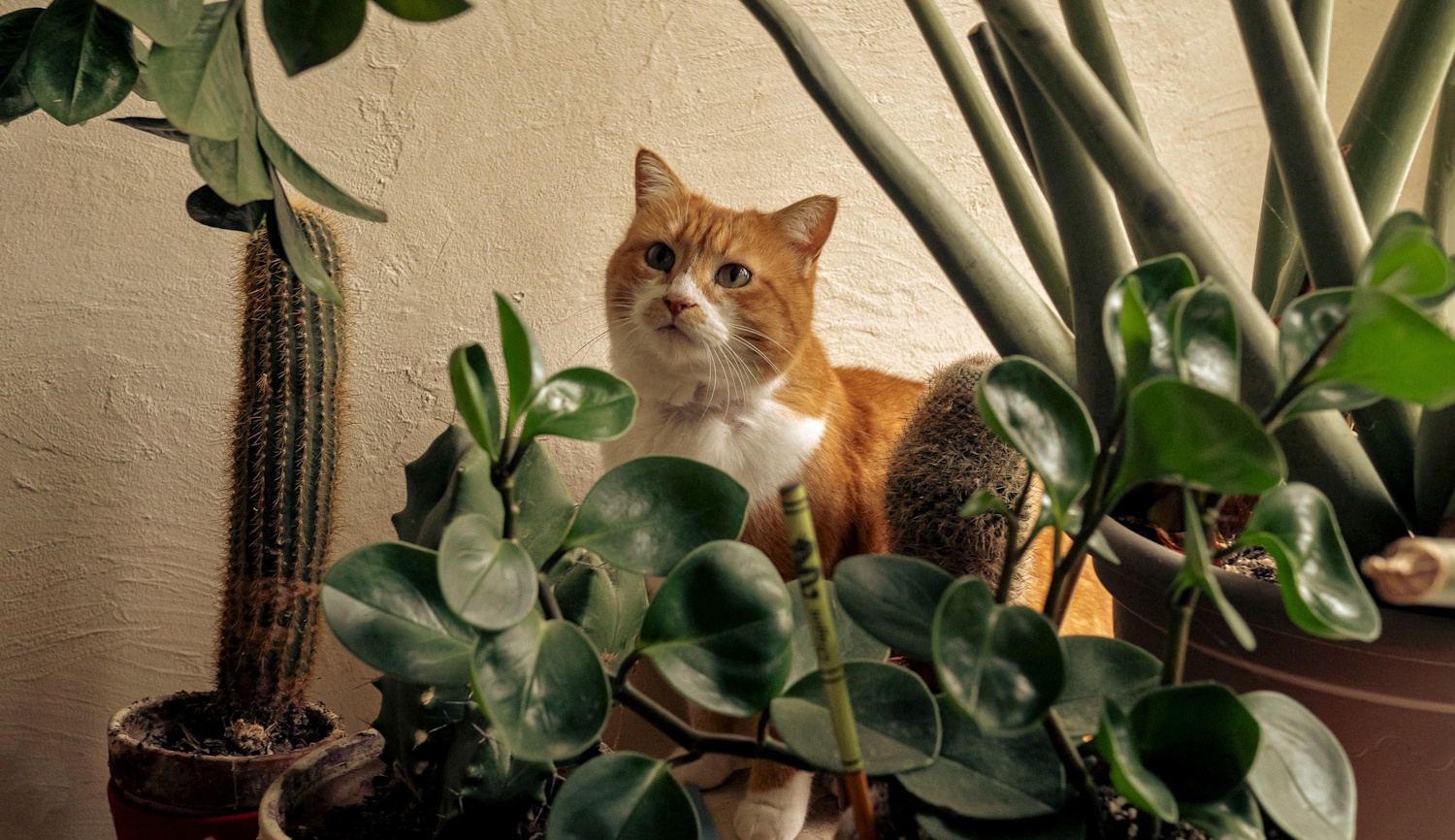 Zamioculcas szobanövény mellett egy cica